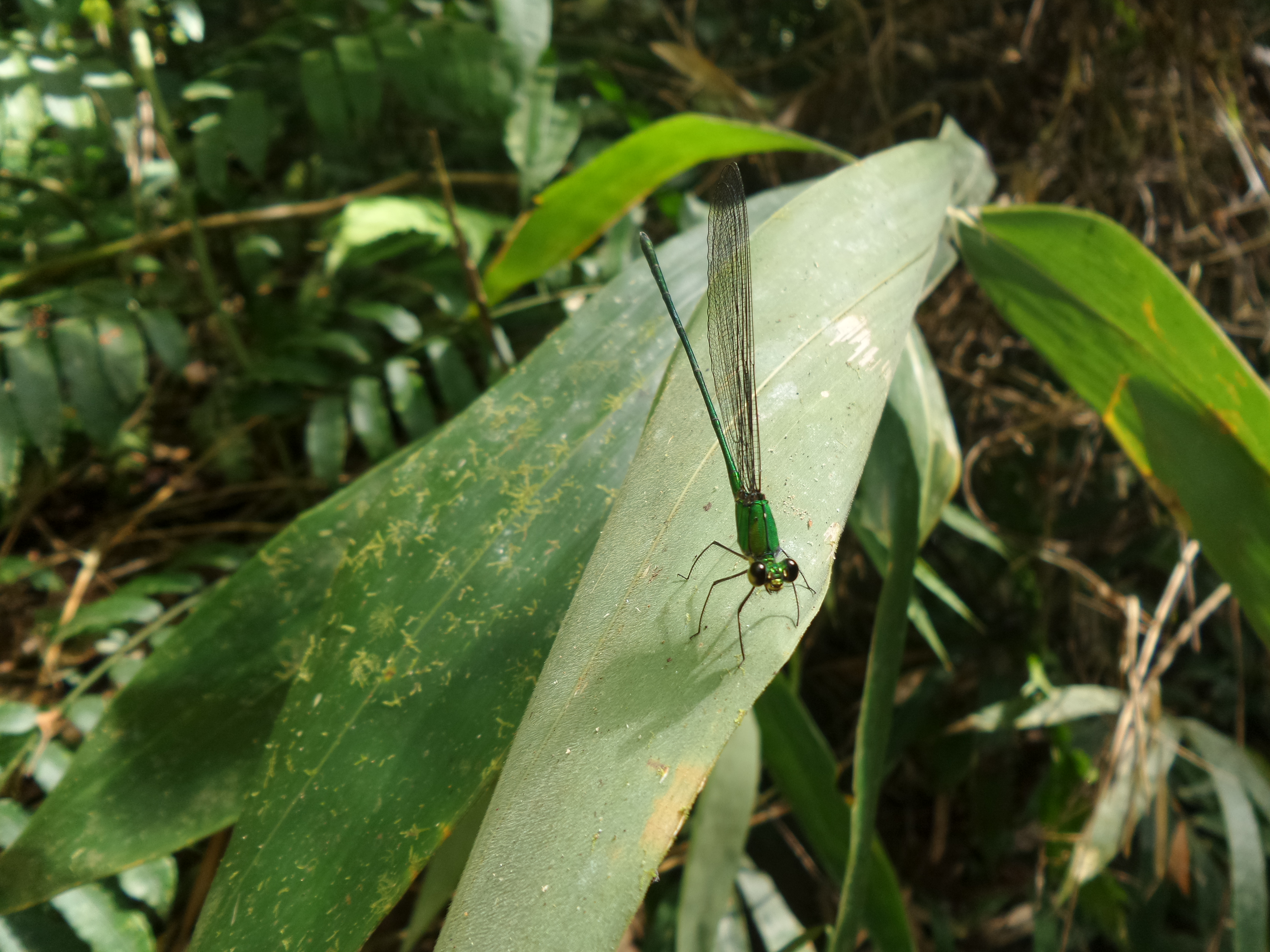Dragonflies and Damselflies – Nick's Wild Life