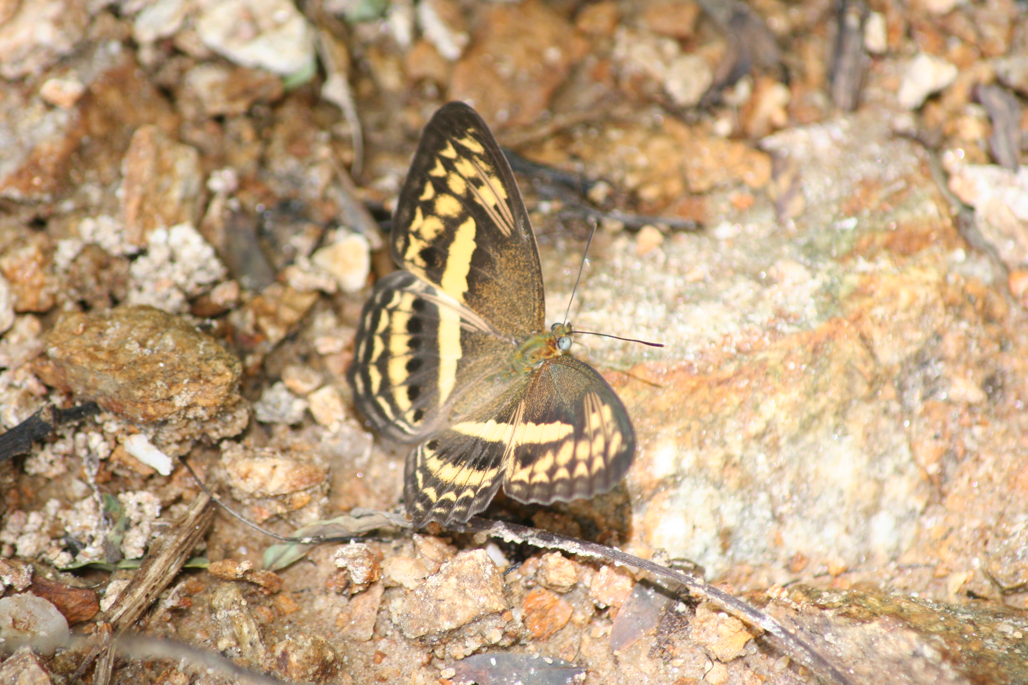 Thai Butterflies – Nick's Wild Life