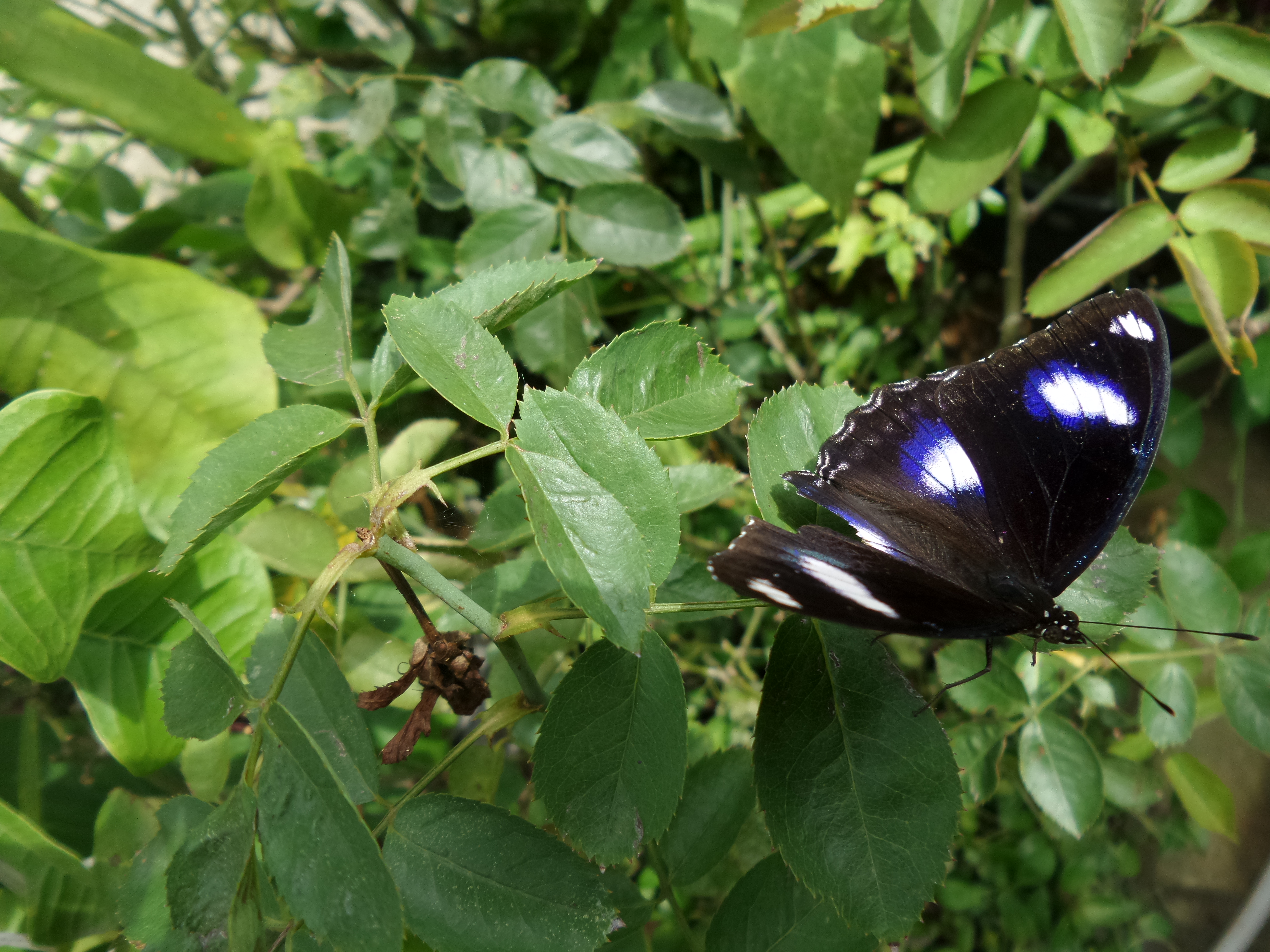 Thai Butterflies – Nick's Wild Life