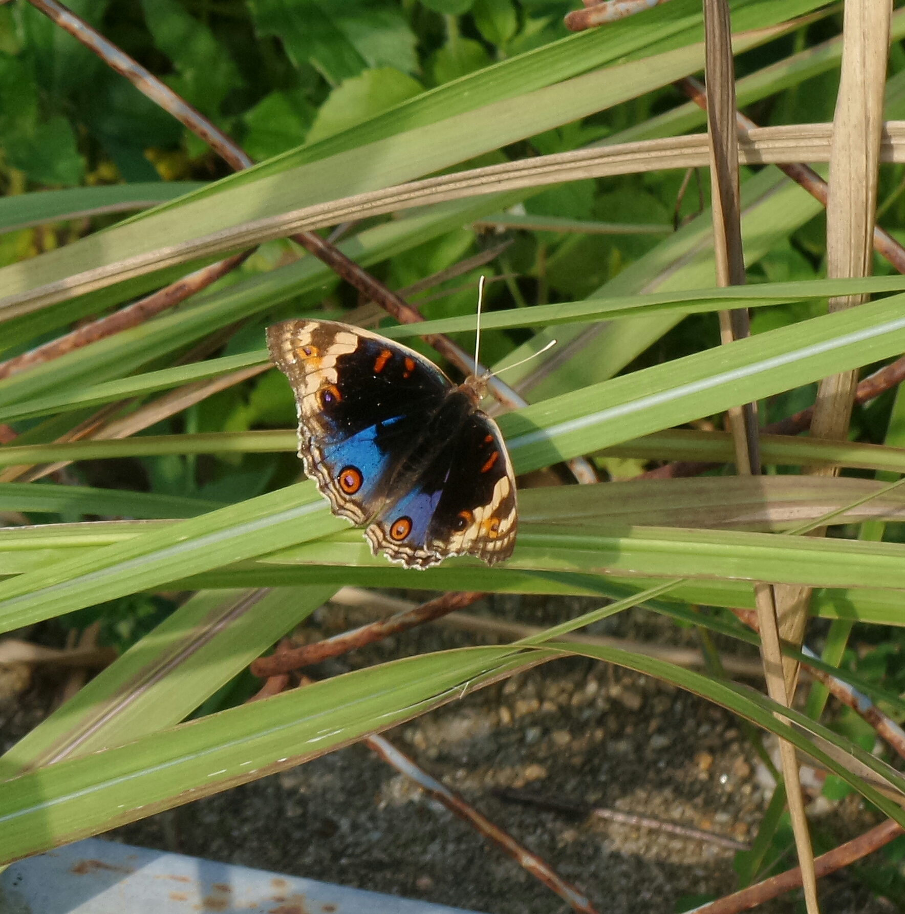 Thai Butterflies – Nick's Wild Life
