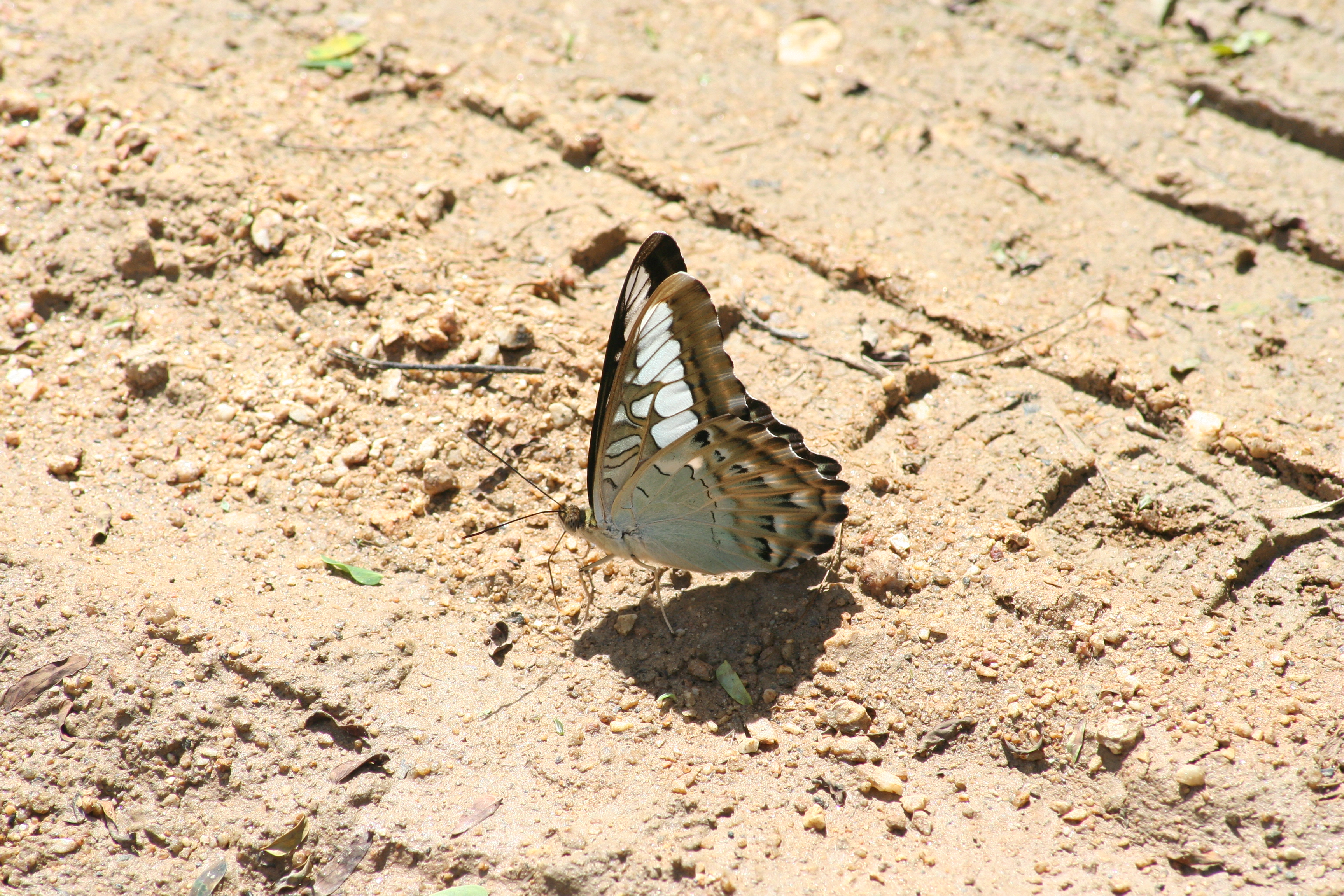 Thai Butterflies – Nick's Wild Life