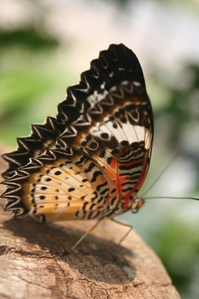 Leopard Lacewing