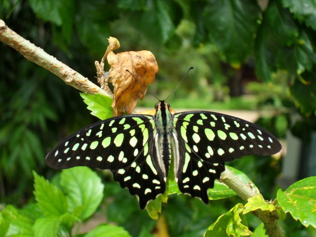 Tailed Jay.JPG