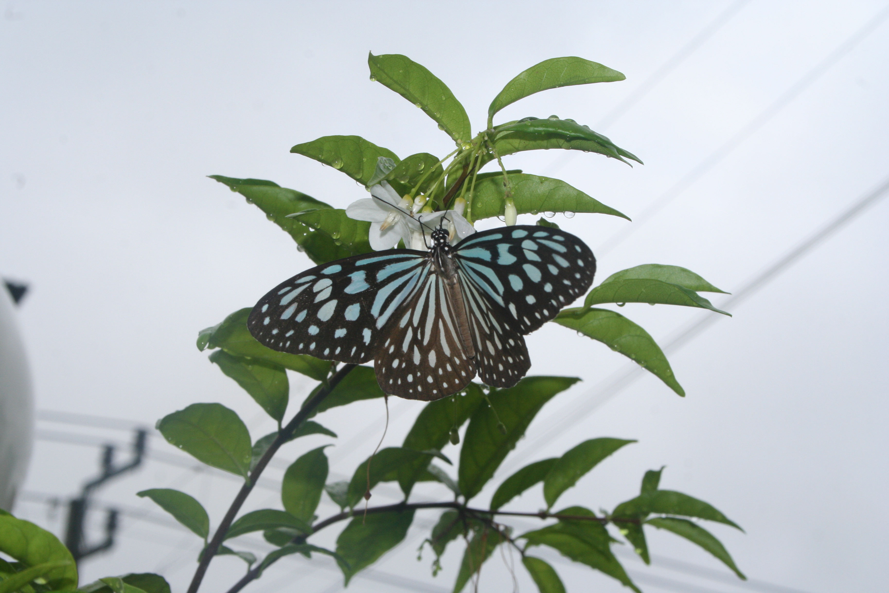 Thai Butterflies – Nick's Wild Life
