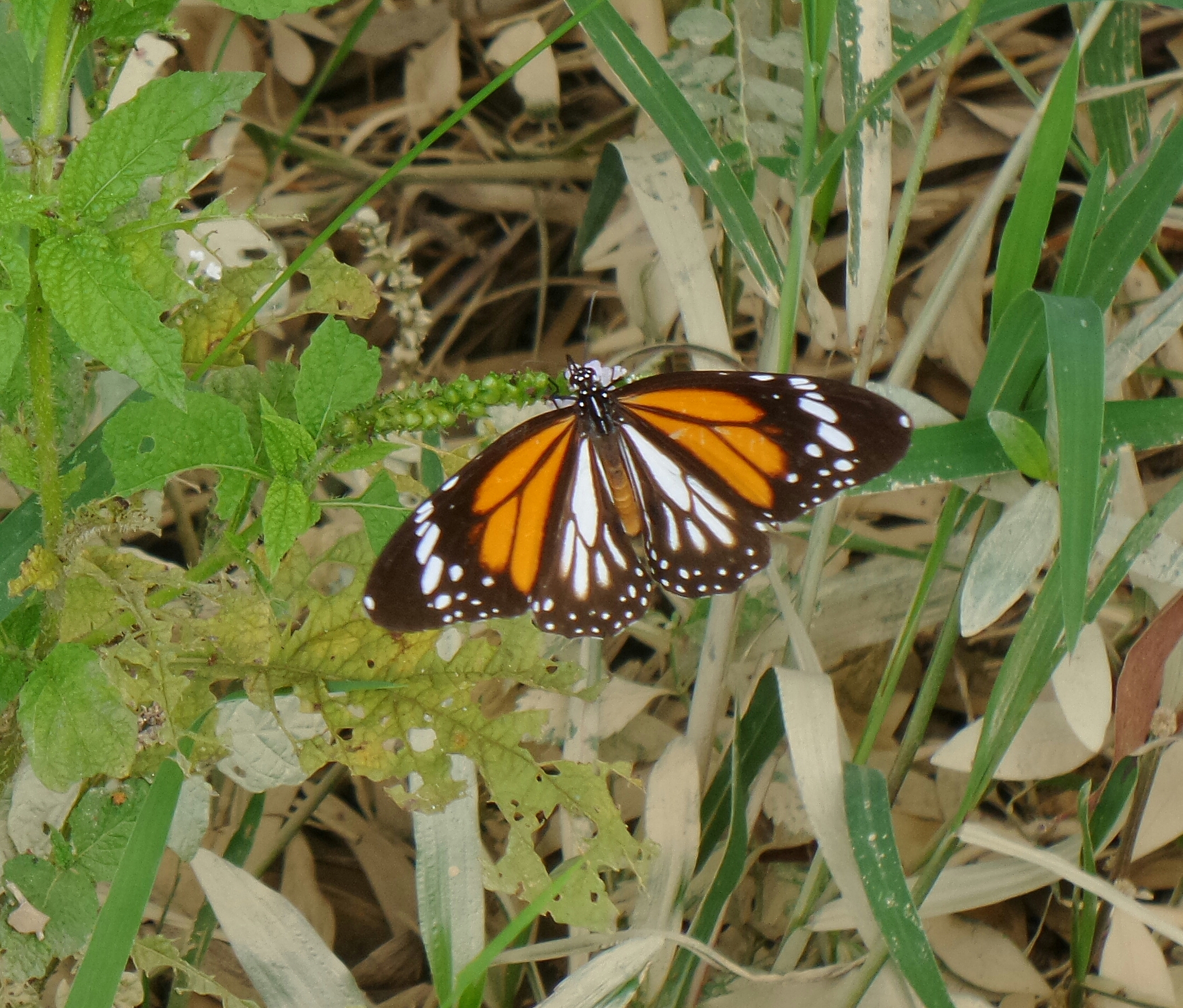 Thai Butterflies – Nick's Wild Life