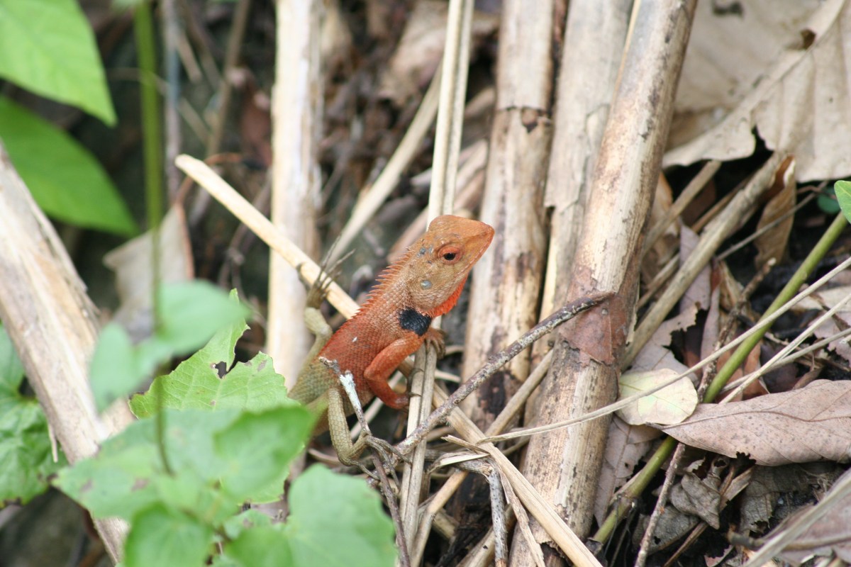Lounging Lizards Nick S Wild Life