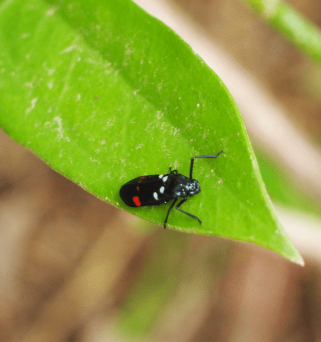 Callitettix versicolor