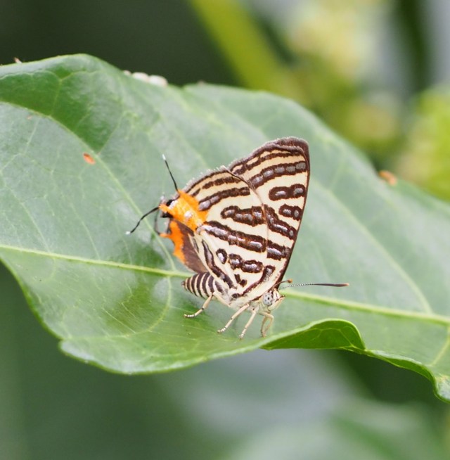 Long-banded Silverline 1