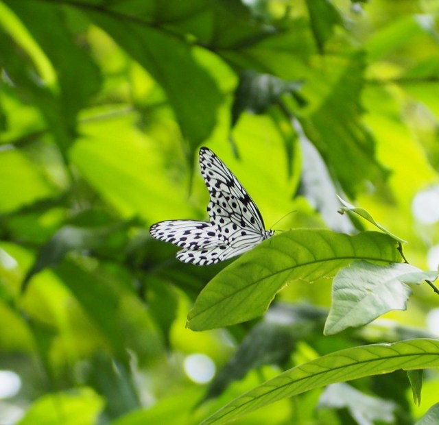 Siam Tree Nymph (Idea Leuconoe)