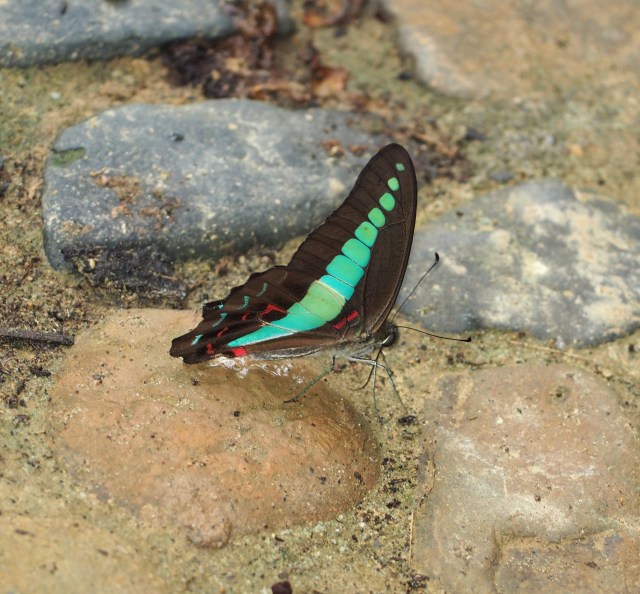 Common Bluebottle1.jpg
