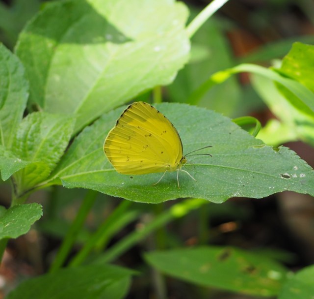 common grass yellow