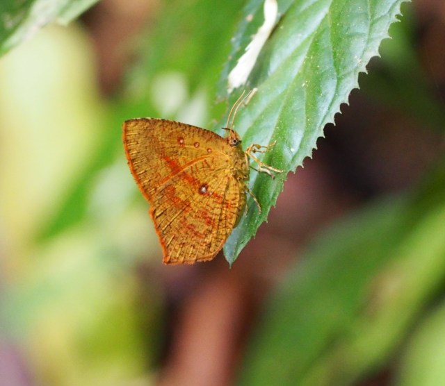 (moth2)Tetragonus catamitus