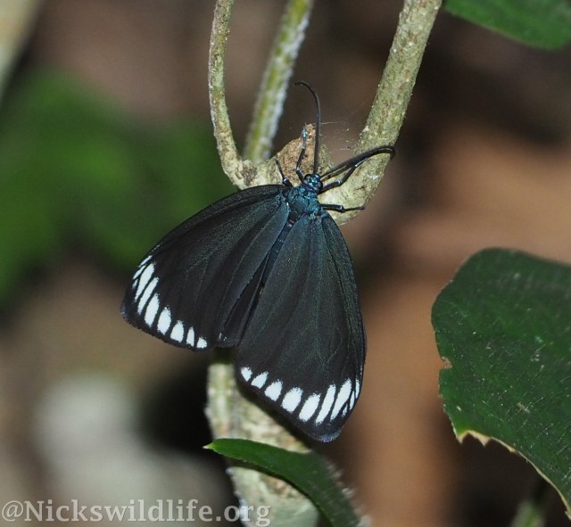 Cyclosia panthona.jpg