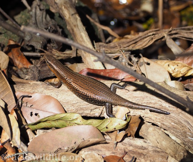 Many-lined Sun Skink (Eutropis multifasciata)
