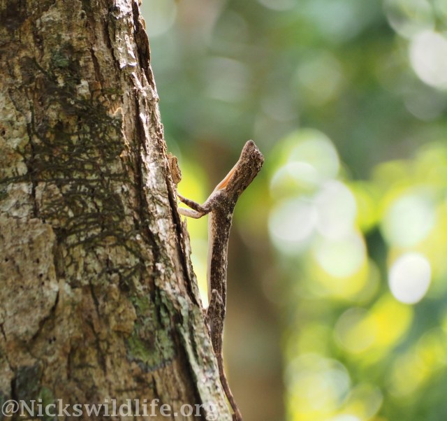 Spotted Flying Dragon (Draco maculatus)