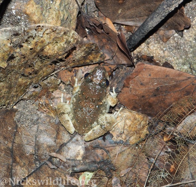 Limnonectes gyldenstolpei1