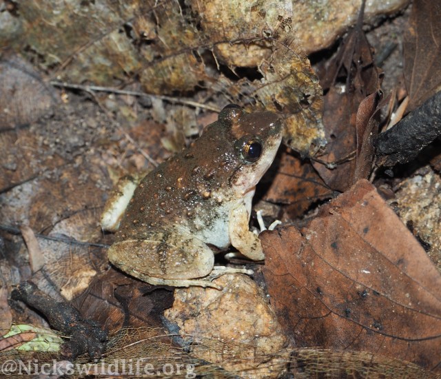 Limnonectes gyldenstolpei2