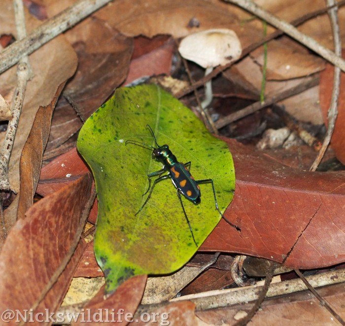 The Fastest Insects in the World – Nick's Wild Life